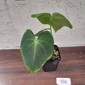 #106 Anthurium Leuconeurum