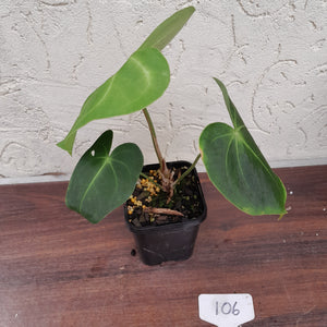 #106 Anthurium Leuconeurum