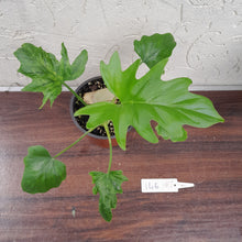 Load image into Gallery viewer, #146 Philodendron Warscewiczii