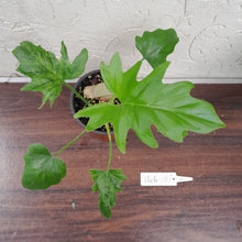 Load image into Gallery viewer, #146 Philodendron Warscewiczii