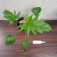 Load image into Gallery viewer, #146 Philodendron Warscewiczii