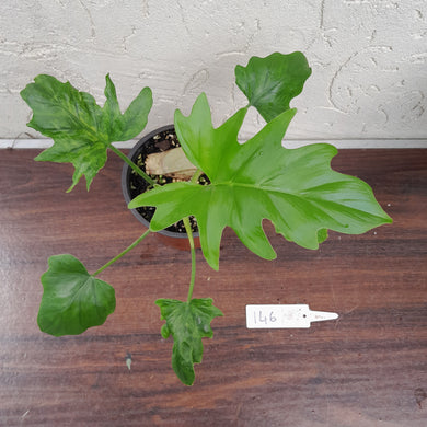#146 Philodendron Warscewiczii