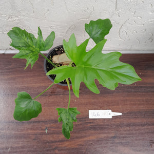 #146 Philodendron Warscewiczii