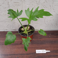 Load image into Gallery viewer, #146 Philodendron Warscewiczii