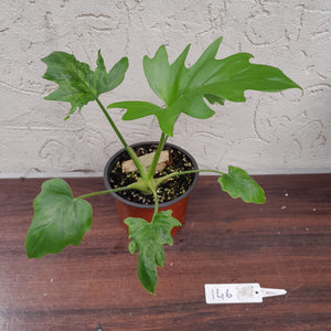 #146 Philodendron Warscewiczii