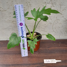 Load image into Gallery viewer, #146 Philodendron Warscewiczii