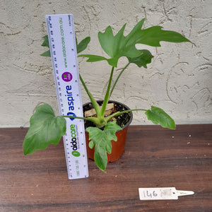 #146 Philodendron Warscewiczii