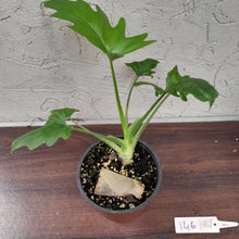 Load image into Gallery viewer, #146 Philodendron Warscewiczii