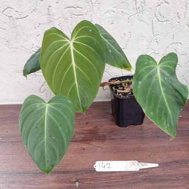 #142 Philodendron Glorious