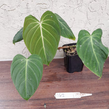 Load image into Gallery viewer, #142 Philodendron Glorious