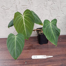 Load image into Gallery viewer, #142 Philodendron Glorious