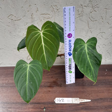 Load image into Gallery viewer, #142 Philodendron Glorious