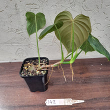 Load image into Gallery viewer, #142 Philodendron Glorious