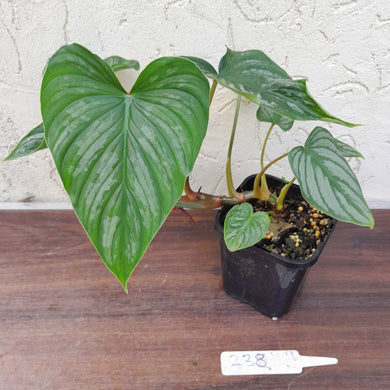 #238 Philodendron Mamei