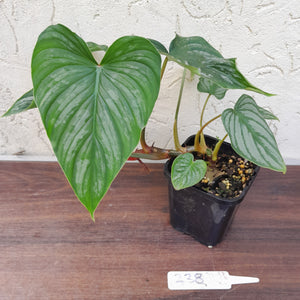 #238 Philodendron Mamei