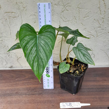 Load image into Gallery viewer, #238 Philodendron Mamei