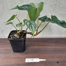 Load image into Gallery viewer, #238 Philodendron Mamei
