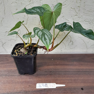 #238 Philodendron Mamei