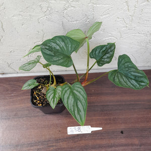 #238 Philodendron Mamei