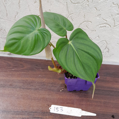 #153 Philodendron Pastazanum x Gloriosum
