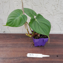 Load image into Gallery viewer, #153 Philodendron Pastazanum x Gloriosum