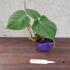 #153 Philodendron Pastazanum x Gloriosum