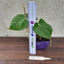 Load image into Gallery viewer, #153 Philodendron Pastazanum x Gloriosum