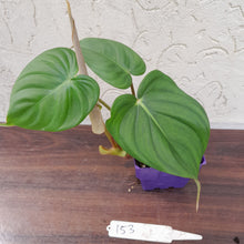 Load image into Gallery viewer, #153 Philodendron Pastazanum x Gloriosum