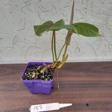 Load image into Gallery viewer, #153 Philodendron Pastazanum x Gloriosum