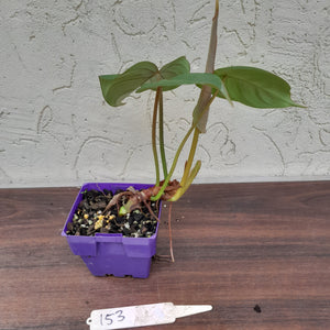 #153 Philodendron Pastazanum x Gloriosum