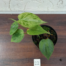 Load image into Gallery viewer, #22 Variegated Philodendron Heart Leaf