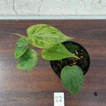 Load image into Gallery viewer, #22 Variegated Philodendron Heart Leaf