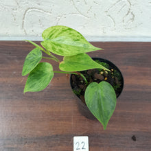 Load image into Gallery viewer, #22 Variegated Philodendron Heart Leaf