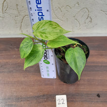Load image into Gallery viewer, #22 Variegated Philodendron Heart Leaf