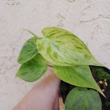 Load image into Gallery viewer, #22 Variegated Philodendron Heart Leaf