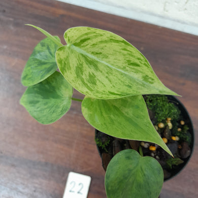 #22 Variegated Philodendron Heart Leaf