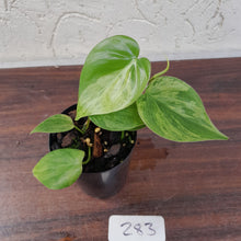 Load image into Gallery viewer, #283 Variegated Philodendron Heart Leaf