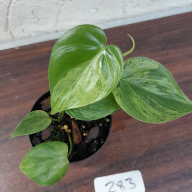 #283 Variegated Philodendron Heart Leaf
