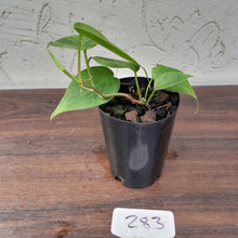 Load image into Gallery viewer, #283 Variegated Philodendron Heart Leaf