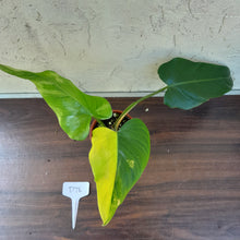 Load image into Gallery viewer, #D76 Variegated Philodendron Domesticum