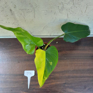#D76 Variegated Philodendron Domesticum