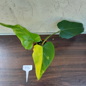 #D76 Variegated Philodendron Domesticum