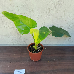 #D76 Variegated Philodendron Domesticum