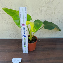 Load image into Gallery viewer, #D76 Variegated Philodendron Domesticum