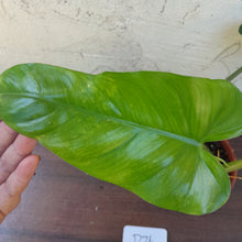 Load image into Gallery viewer, #D76 Variegated Philodendron Domesticum