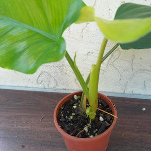#D76 Variegated Philodendron Domesticum