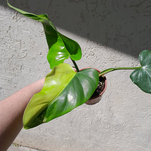 #D76 Variegated Philodendron Domesticum