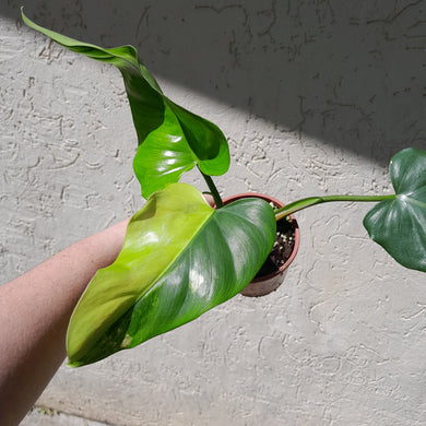 #D76 Variegated Philodendron Domesticum