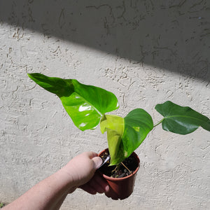 #D76 Variegated Philodendron Domesticum