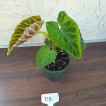 Load image into Gallery viewer, #D8 Philodendron Verrucosum
